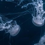 solo opiniones.com jelly