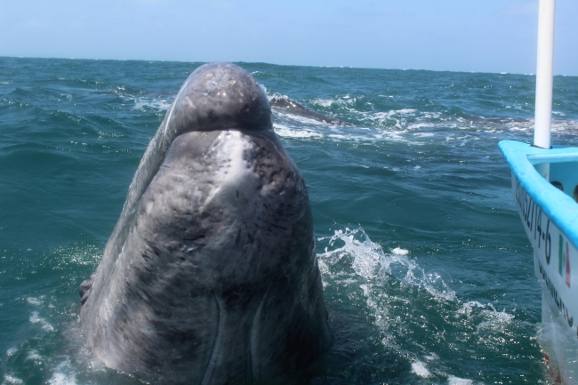 Inicia el avistamiento de ballenas en México