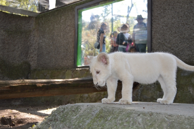 La cachorra de león blanco Nieve de Tlaxcala