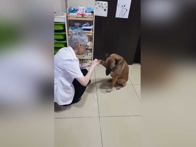 Perro se lastima y pide ayuda en Farmacia
