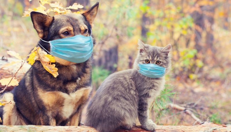 Ciudad en China prohíbe consumo de perros y gatos