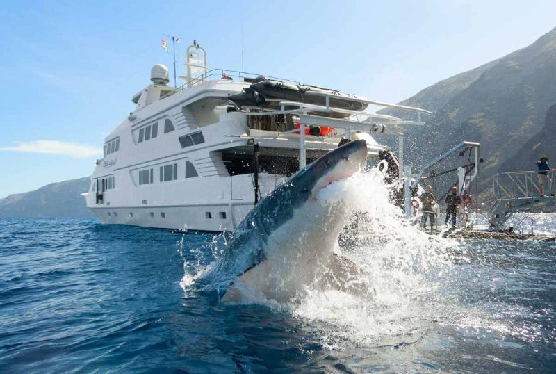 Continúa la caza del Tiburón blanco de BC por piratas chinos