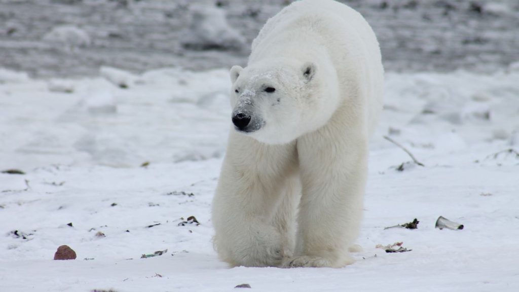 Ártico se calienta 4 veces más rápido que el resto del planeta