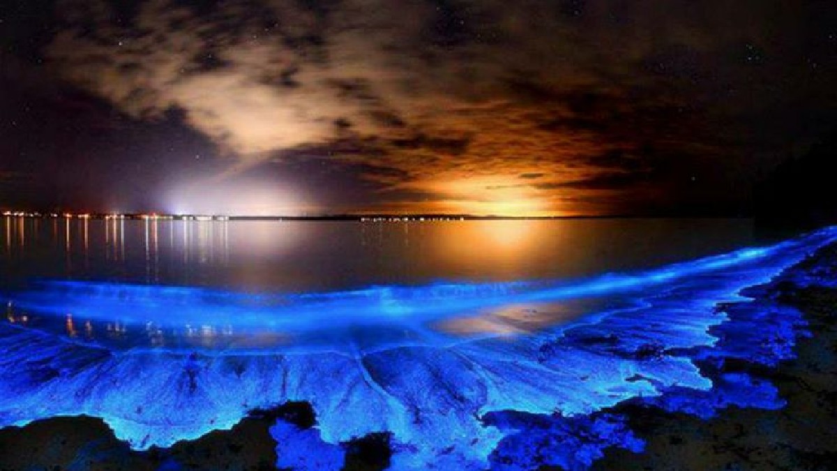 ¡México Mágico! te damos 3 recomendaciones para disfrutar de la bioluminiscencia