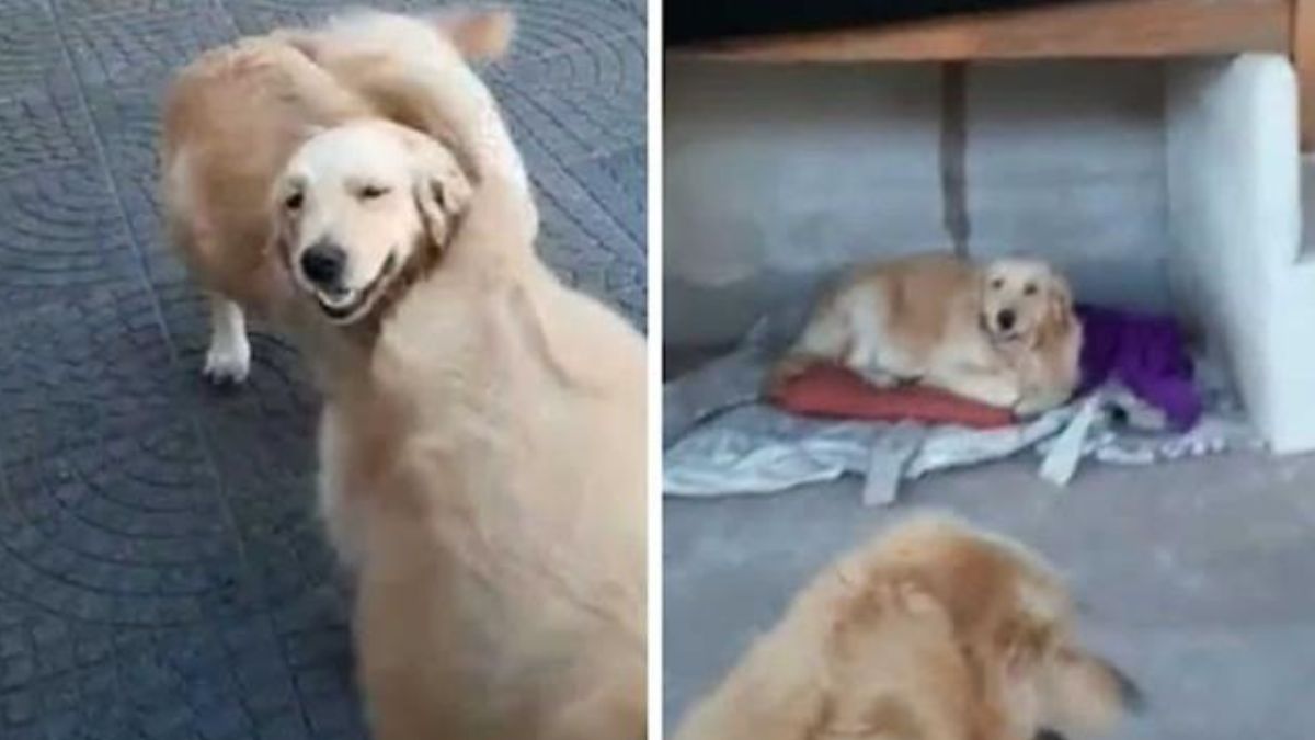 ¡Awww! Perrita le avisa a su dueña que va a dar a luz (Video)