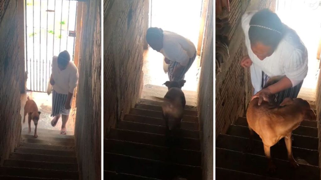 Conmueve perrito al ayudar a su dueña a subir las escaleras (Video)
