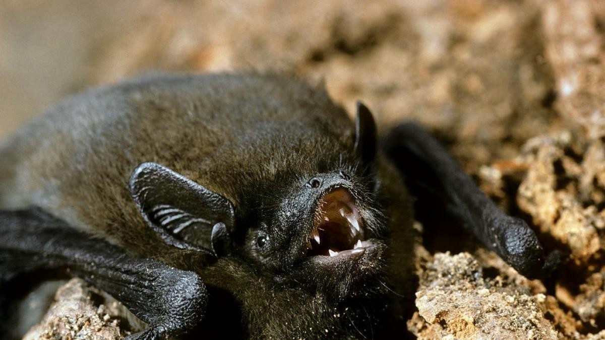 Descubren científicos virus en murciélagos rusos que podrían desatar otra pandemia