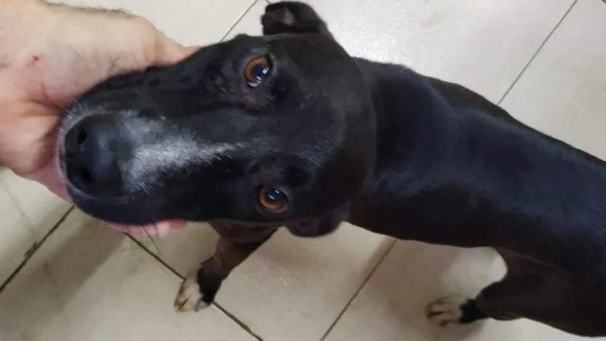 Se lastima perrito y acude a veterinaria para pedir ayuda