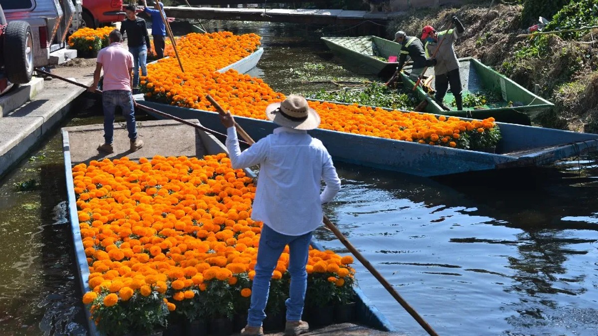 Xochimilco rompe récord y cultiva 5 millones de plantas de cempasúchil