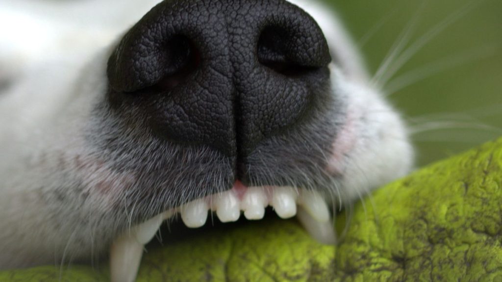 Te compartimos los mejores tips para cuidar los dientes de tu mascota