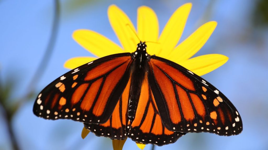 Esto es lo que debes saber antes de visitar un santuario de mariposas
