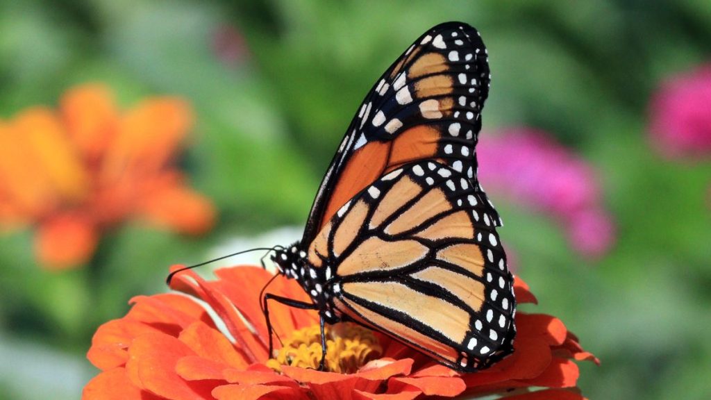 Esto es lo que debes saber antes de visitar un santuario de mariposas
