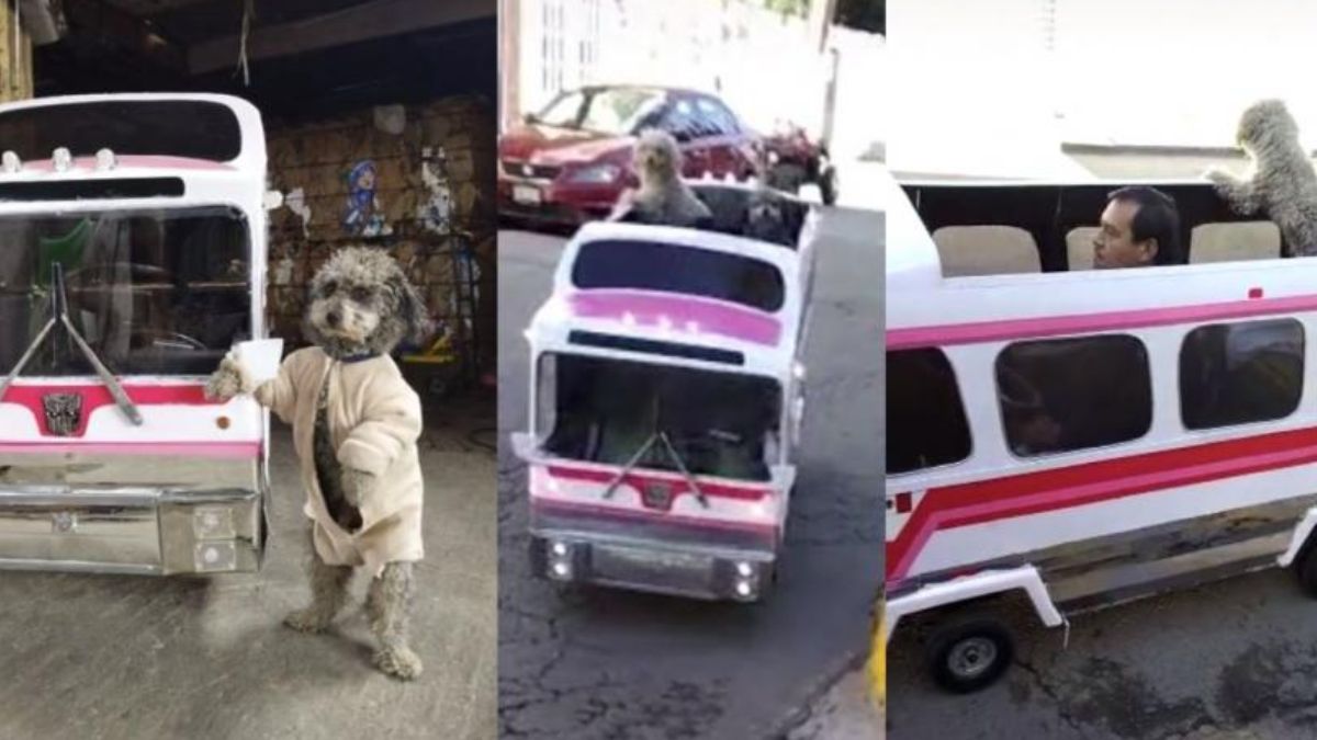 ¡Súbale hay lugares! Cren el perrobús, medio de transporte para perritos