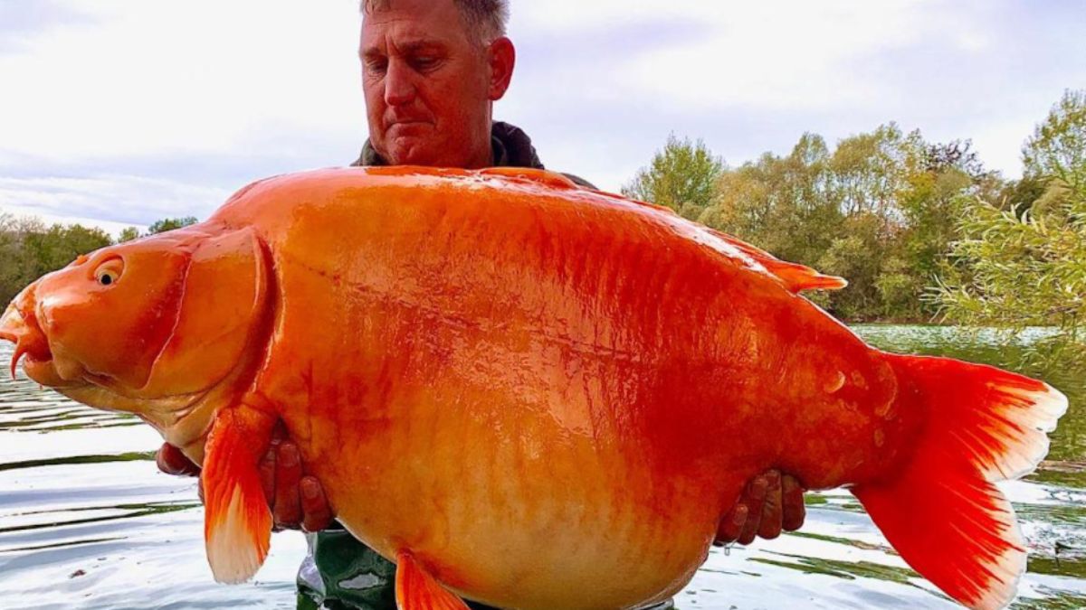 ¡Es enorme! Hombre logra pescar la carpa más grande de la historia