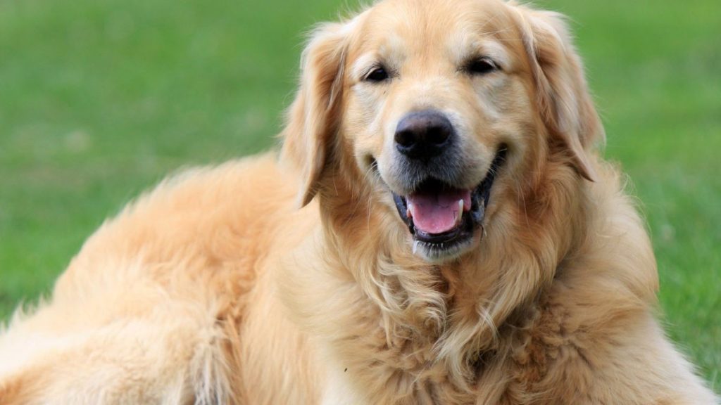 Desata criticas una familia al convertir a su perro fallecido en alfombra