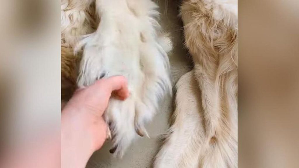 Desata criticas una familia al convertir a su perro fallecido en alfombra