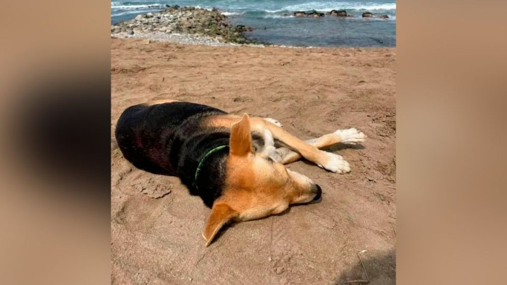 Él es "Vaguito", el perro que espera a su dueño fallecido en la playa
