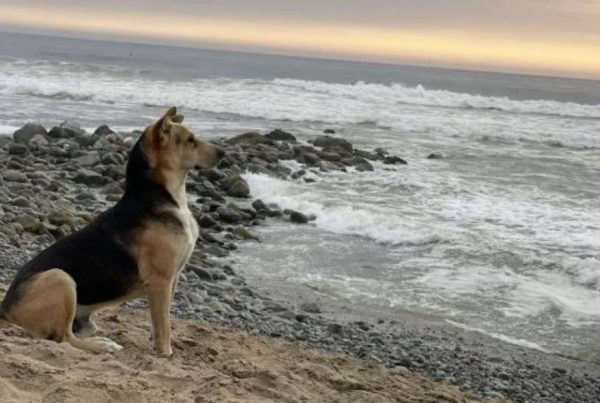 Él es "Vaguito", el perro que espera a su dueño fallecido en la playa