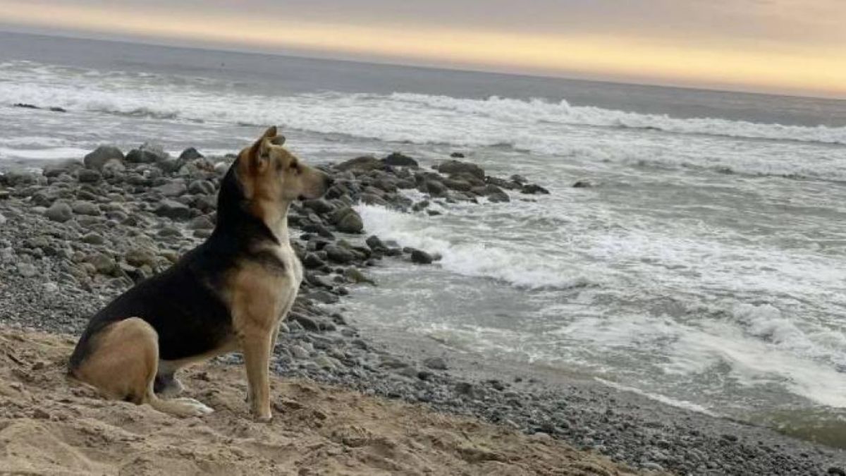 Él es “Vaguito”, el perro que espera a su dueño fallecido en la playa