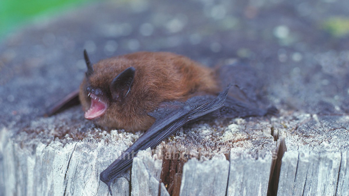 ¿Los murciélagos podrían transmitir la rabia? aquí te lo contamos