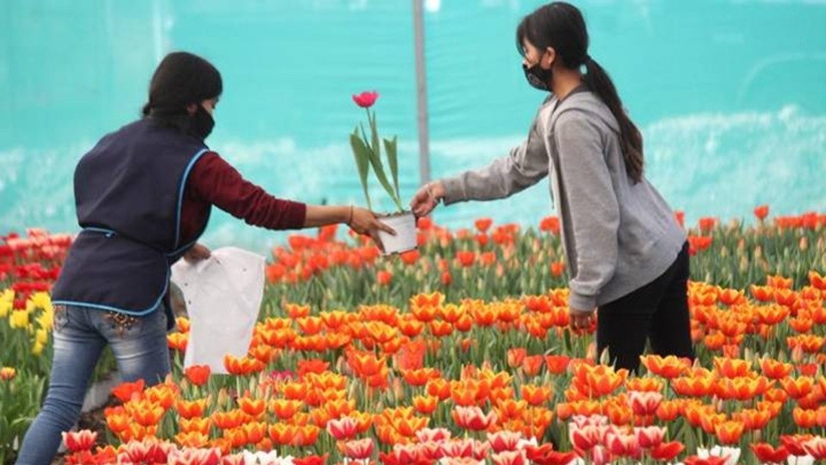 <strong>¡Ya es temporada de tulipanes! Te decimos donde encontrar los más hermosos</strong>