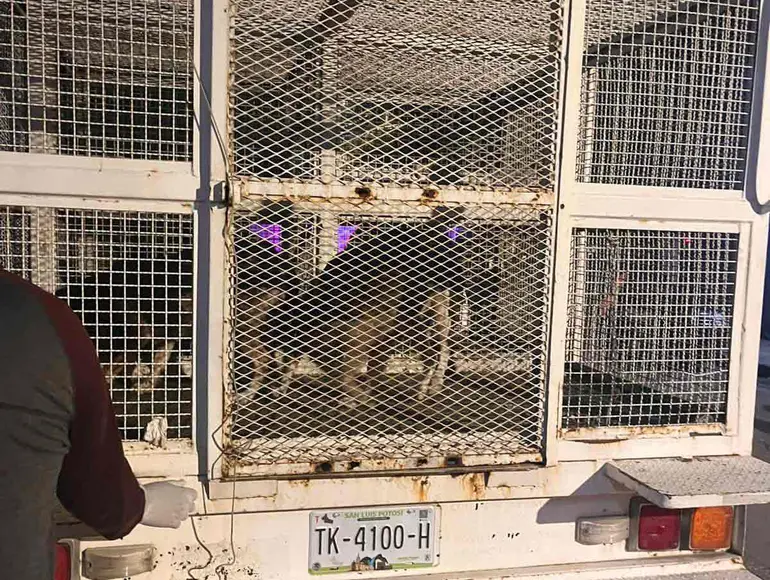 Rescatan a otros 27 perritos en SLP van 44 lomitos y 2 detenidas FOTOS 2 solo opiniones.com image 6