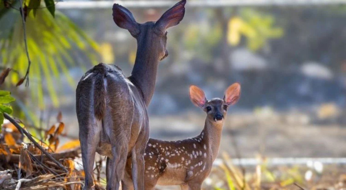 Revocan autorización ambiental al proyecto Legacy en Playacar por incumplir medidas de protección a la fauna 2 solo opiniones.com cuidados de venados en playacar