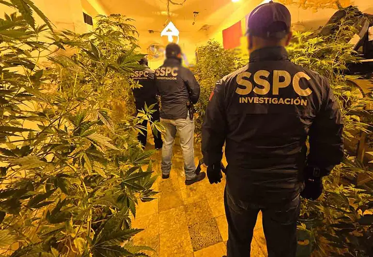 Caen cuatro con invernaderos de mariguana en pleno corazón de la CDMX 1 solo opiniones.com image 12