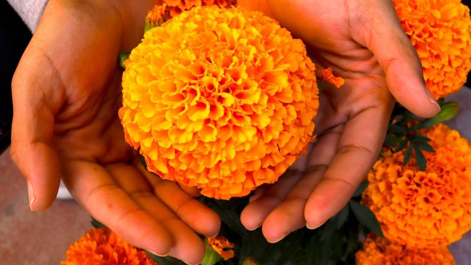 Origen y significado del Día de Muertos en México 1 solo opiniones.com camino de petalos de cempasuchil que guia a las almas en el regreso