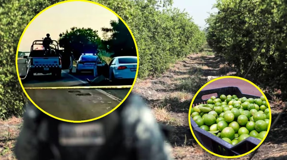 Productores de limón exigen seguridad