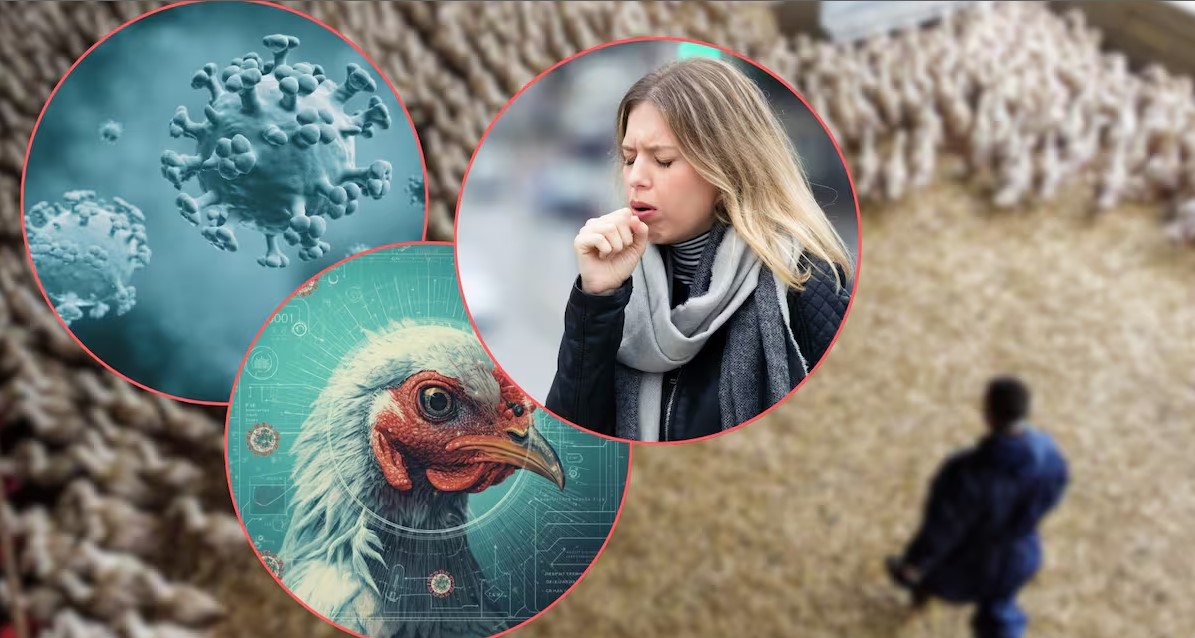 Gripe aviar: 5 claves sobre la amenaza actual 2 gripe aviar