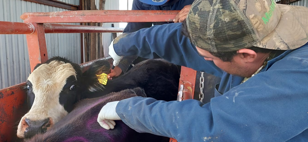 5 Alertas Críticas: El Regreso del Gusano Barrenador Amenaza con Disparar el Precio de la Carne 2 gusano barrenador