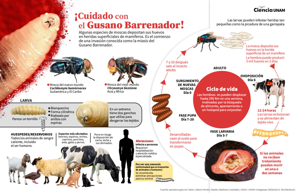 5 Alertas Críticas: El Regreso del Gusano Barrenador Amenaza con Disparar el Precio de la Carne 3 gusano barrenador