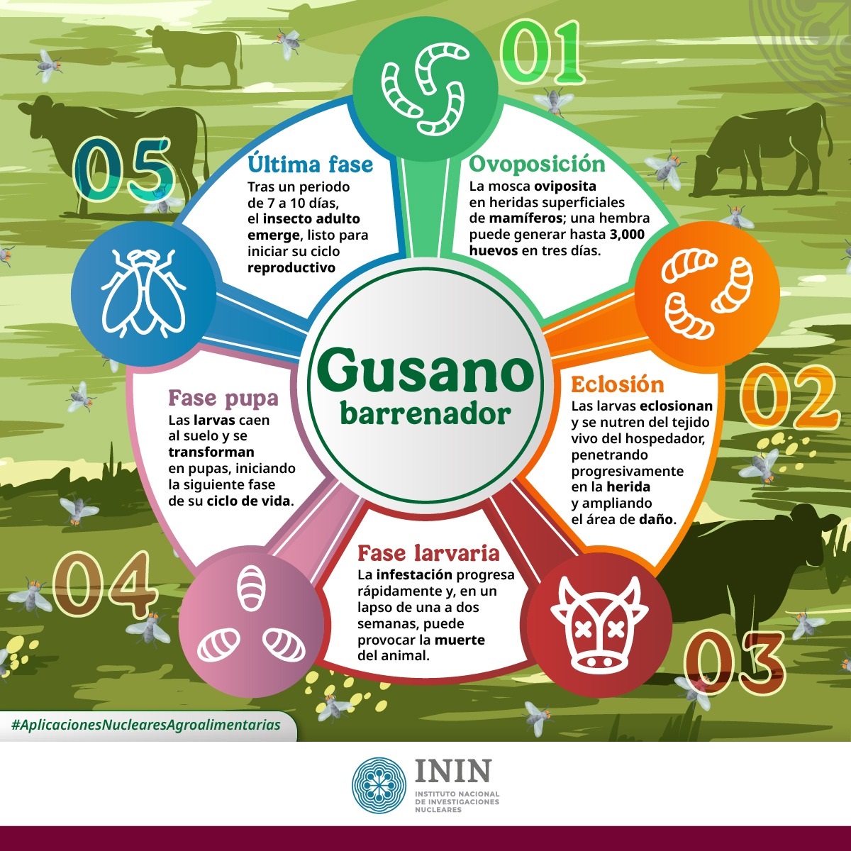 5 Alertas Críticas: El Regreso del Gusano Barrenador Amenaza con Disparar el Precio de la Carne 1 gusano barrenador
