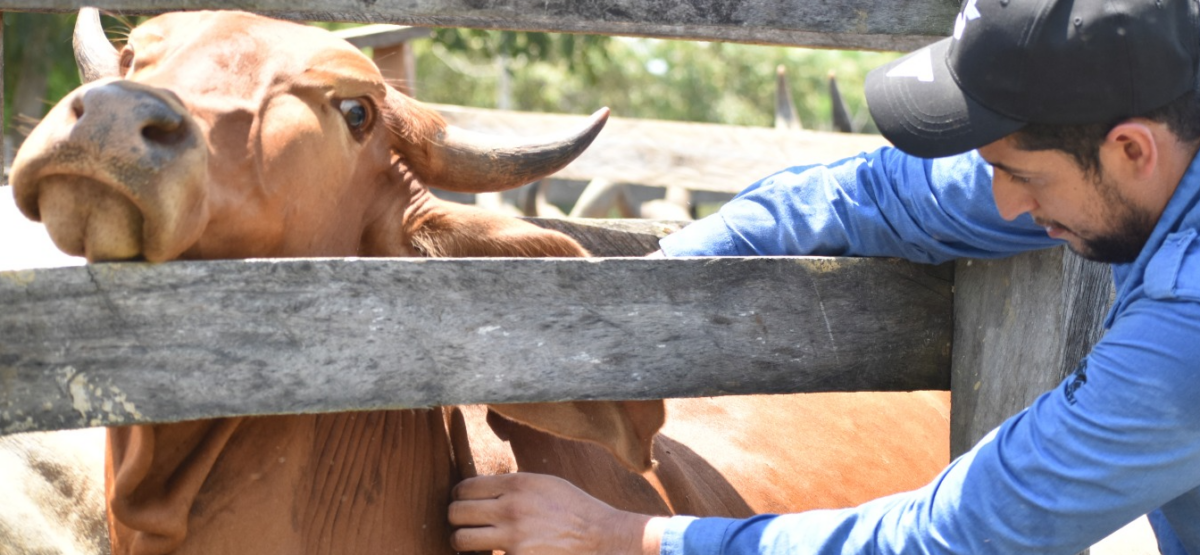 5 Alertas Críticas: El Regreso del Gusano Barrenador Amenaza con Disparar el Precio de la Carne 3 gusano barrenador
