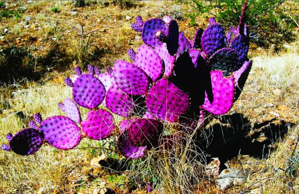 Zona del Silencio: 5 misterios aterradores y la verdad oculta de este lugar 2 Zona del Silencio